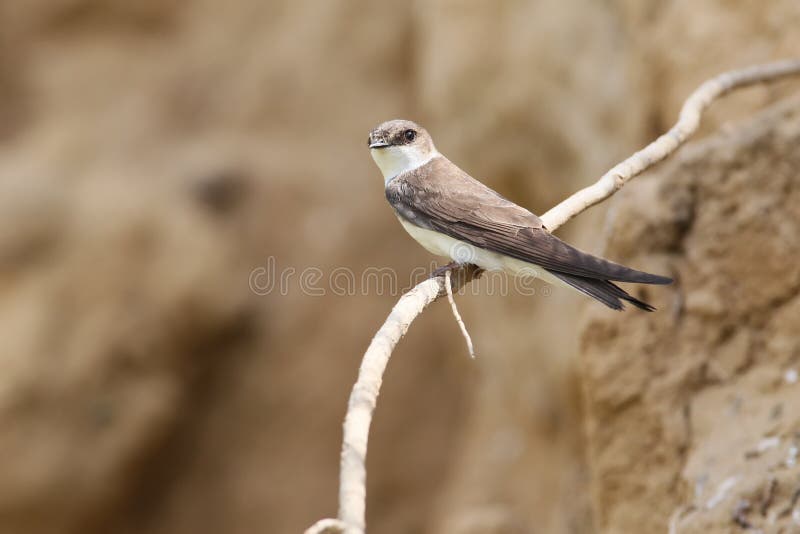 Perto do ninho imagem de stock royalty free Perto do ninho imagem de stock royalty free