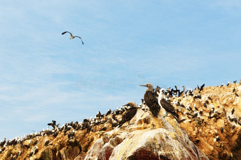 Peru, wildlife on Islas Ballestas near Paracas stock image Peru, wildlife on Islas Ballestas near Paracas stock image