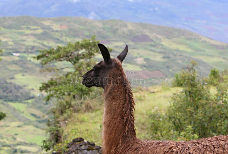 Peruanisches Lama Mit Bergen Stockbild - Bild von pelz, lama: 39006107