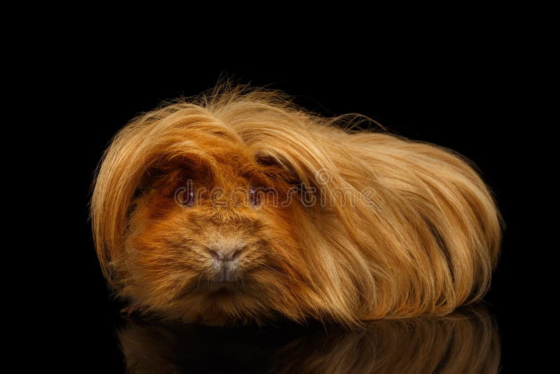 Peruanisches Meerschweinchen auf lokalisiertem schwarzem Hintergrund lizenzfreie stockbilder Peruanisches Meerschweinchen auf lokalisiertem schwarzem Hintergrund lizenzfreie stockbilder