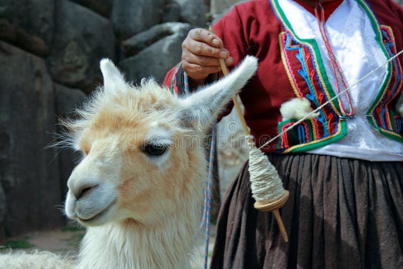 Peruviaanse Lama stock fotografie Peruviaanse Lama stock fotografie