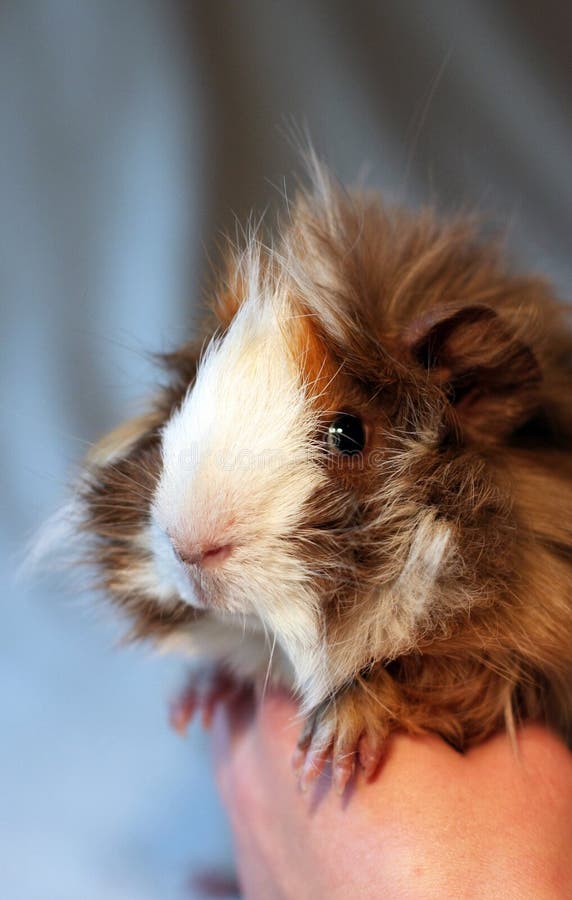 Lilac peruvian guinea pig stock photo. Image of hairy 2772302