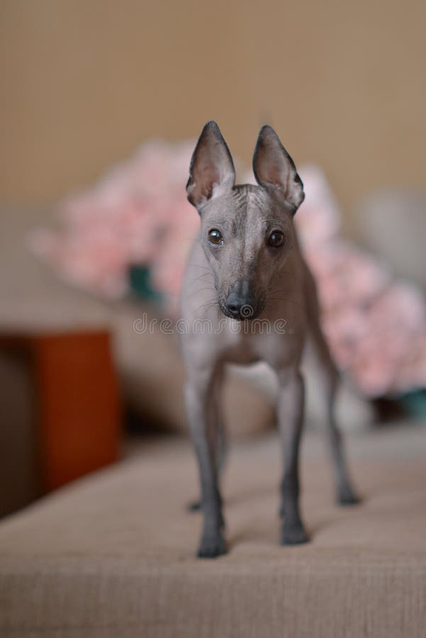 Peruvian Hairless Dog stock photo. Image of standing 51827336