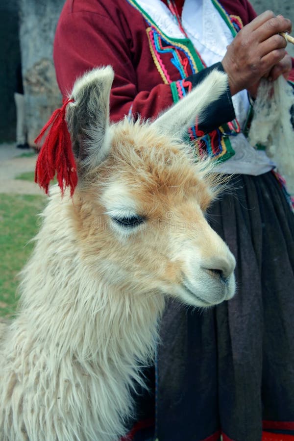 Peruano una mujer hilado hilo en a Inca.