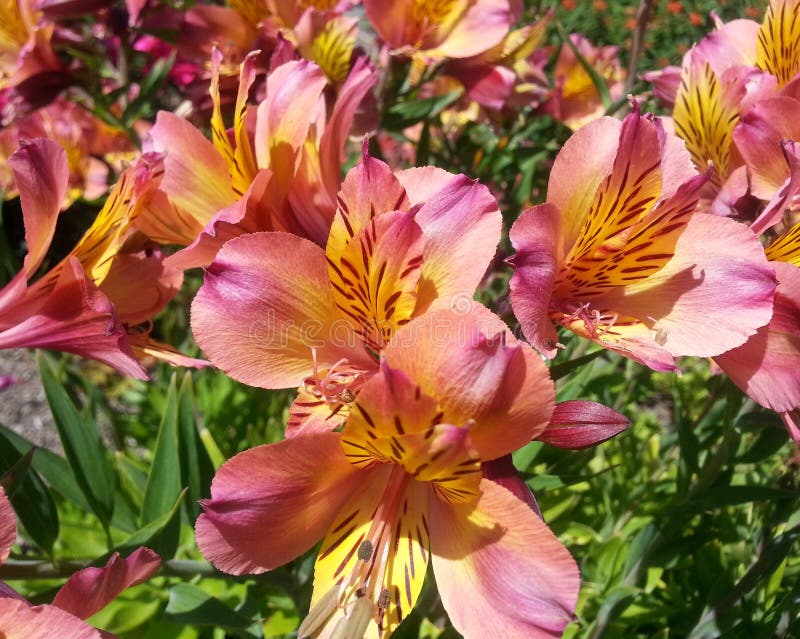 249 Pink Peruvian Lilies Stock Photos Free & RoyaltyFree Stock