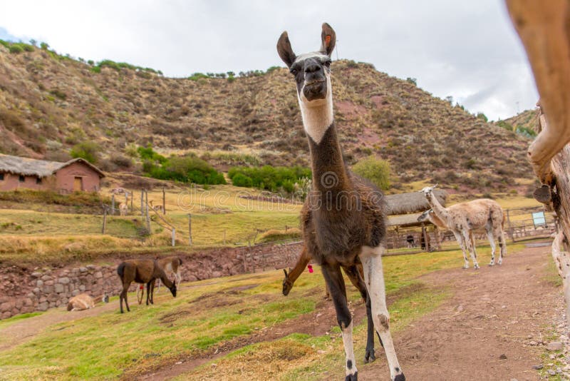 Peruvian Llama. Farm of llama, alpaca, Vicuna in Peru, South America. Andean animal.