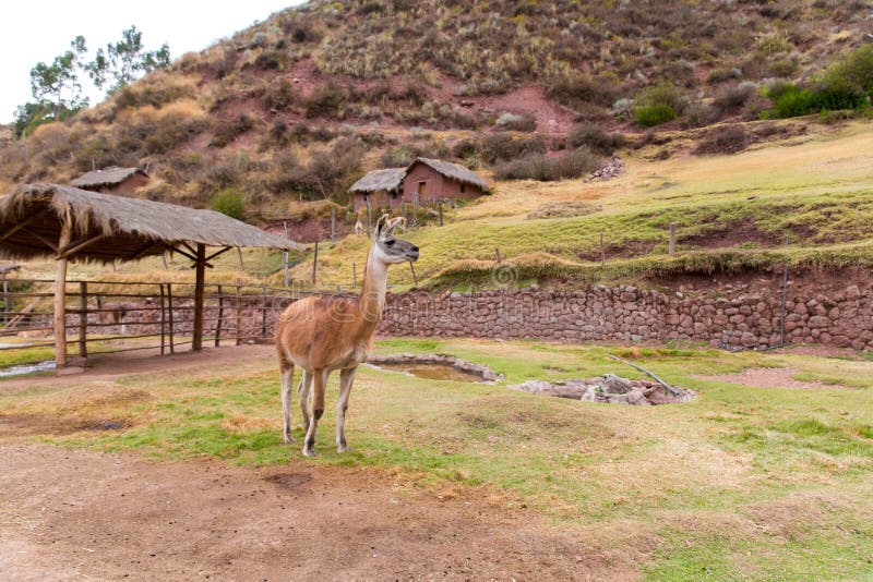 Peruvian Llama. Farm of llama,alpaca,Vicuna in Peru,South America. Andean animal.