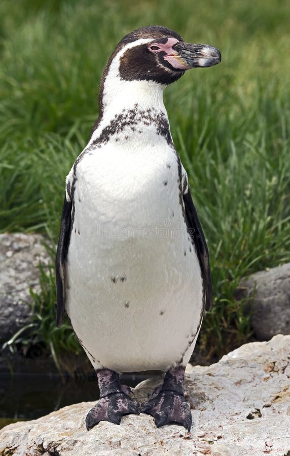 Peruvian penguin 5 stock photo. Image of fish, dive, ocean - 40601370