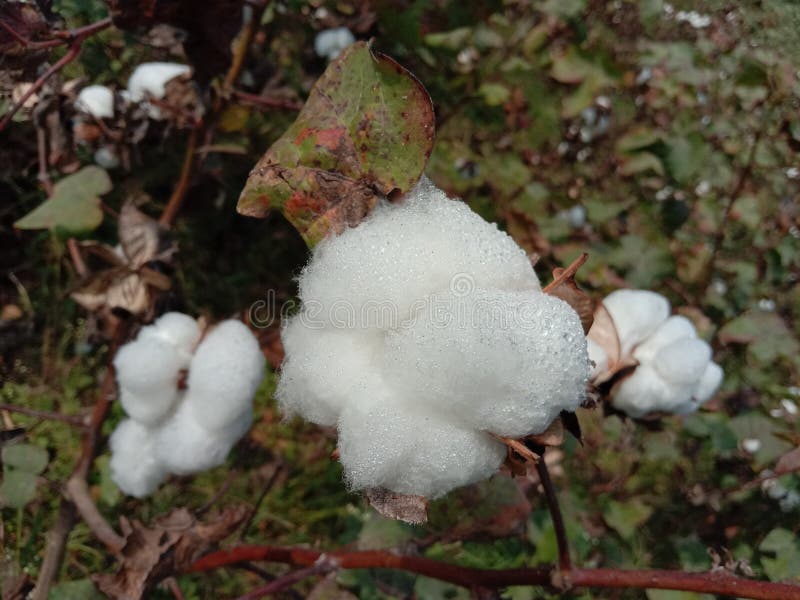 Peruvian Pima Cotton on Tree in Farm Stock Photo Image of peruvian