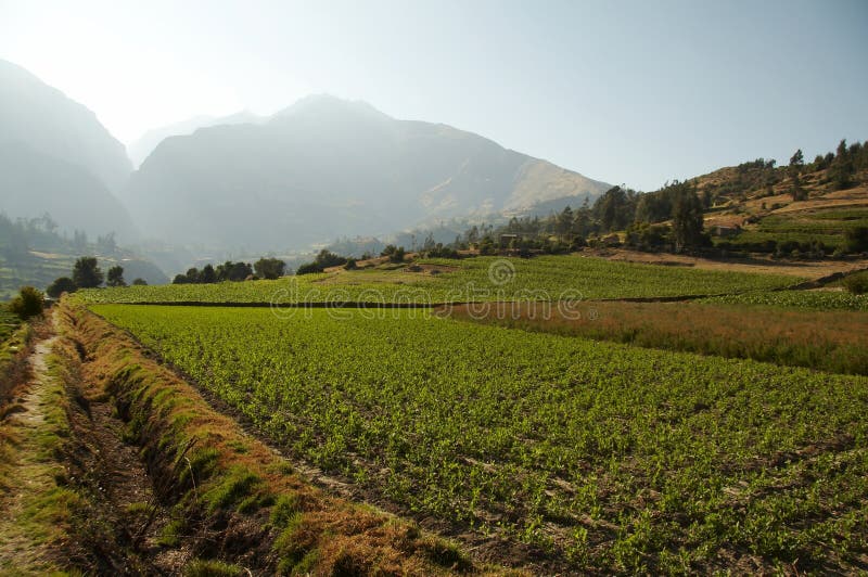 Peruvian rural