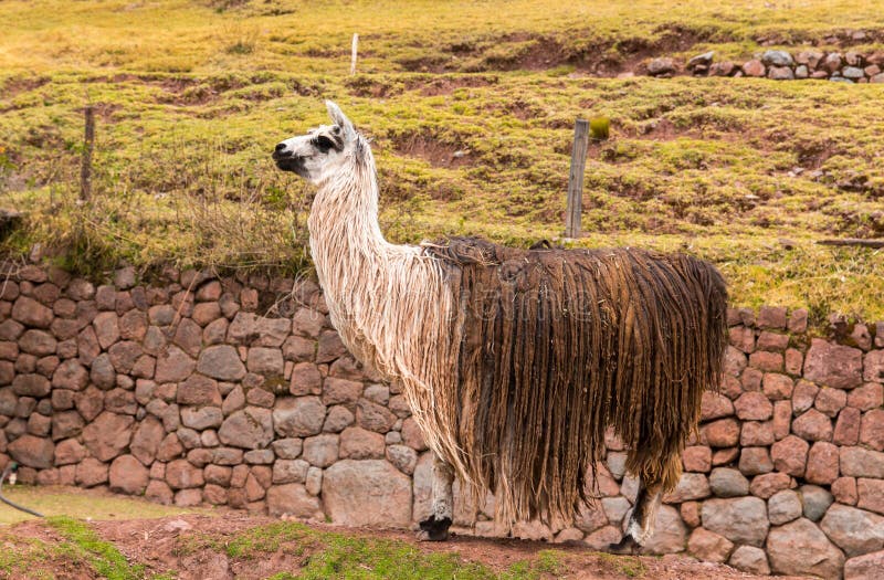 Peruvian Vicuna. Farm Of Llama,alpaca,Vicuna In Peru,South America