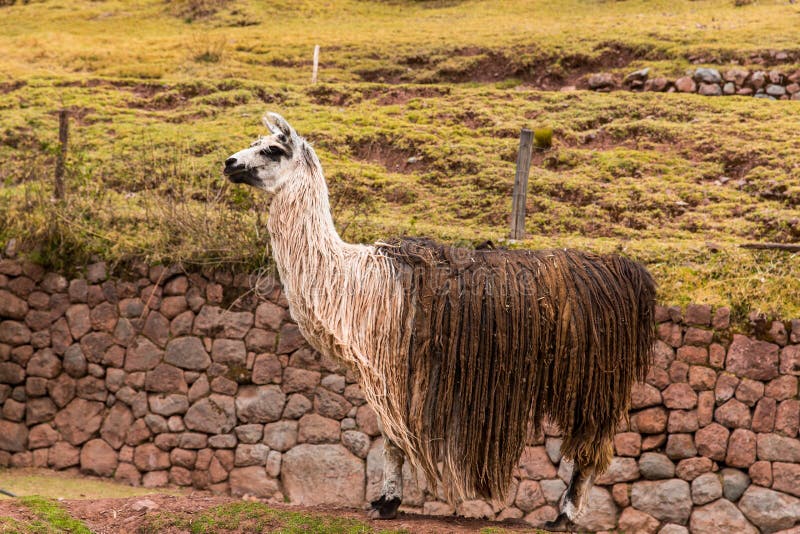 Peruvian vicuna. Farm of llama,alpaca,Vicuna in Peru,South America. Andean animal.