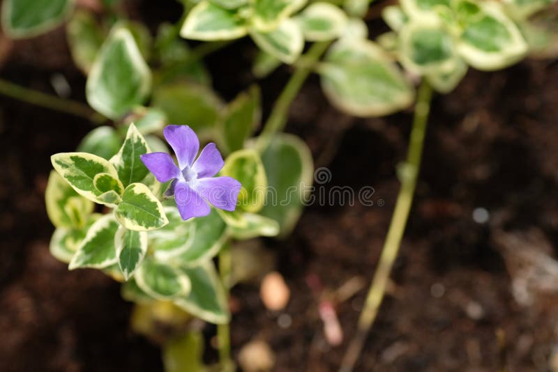 Pervinca comune viola in chiusura su uno sfondo di foglie verdi e suolo marrone fotografie stock libere da diritti