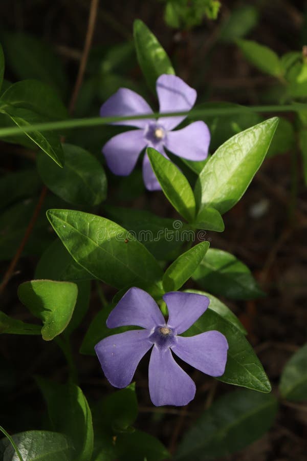 Pervinca minore comune fotografia stock libera da diritti