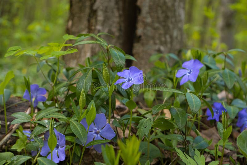 Perwinkle subshrub di fiore blu sbiancare le foreste di fondo sentendo fauna selvatica e natura concetto pace e libertà immagine stock libera da diritti