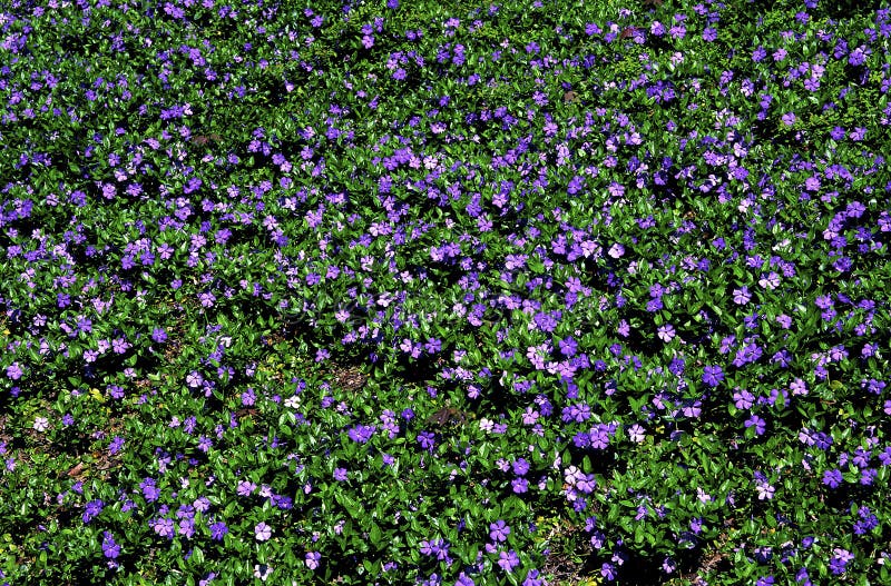 Common Periwinkle garden flowers ground cover growing in landscaping in Chicago Illinois     59279   Vinca minor. Common Periwinkle garden flowers ground cover growing in landscaping in Chicago Illinois     59279   Vinca minor