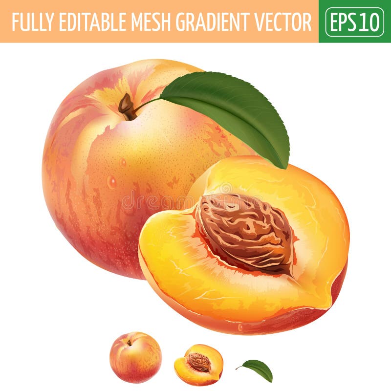 Perzik op witte achtergrond Vector illustratie vector illustratie Perzik op witte achtergrond Vector illustratie vector illustratie
