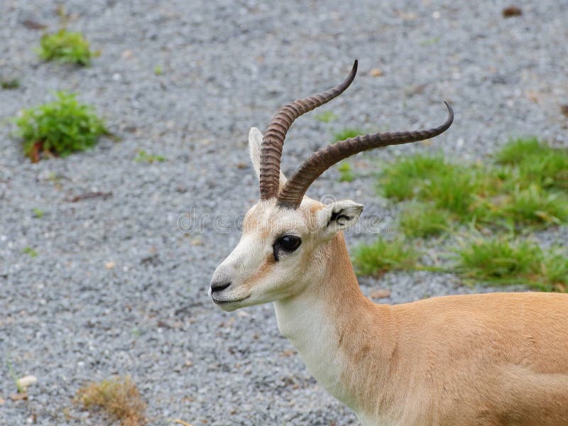 Persian gazelle looking to the left closeup portrait. Persian gazelle looking to the left closeup portrait