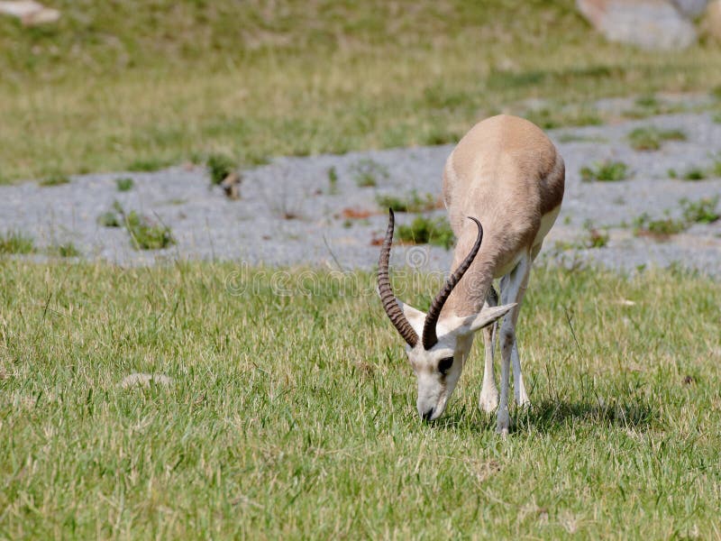 Persian gazelle grazing in the green meadow. Persian gazelle grazing in the green meadow