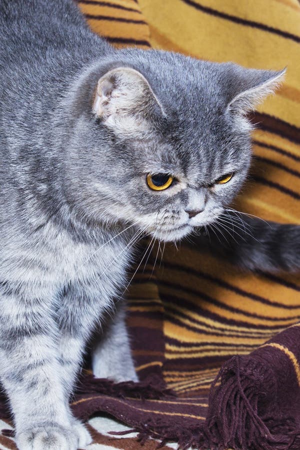 Perzische kat op de laag Perzische kat op de laag De roofzuchtige blik boos royalty-vrije stock fotografie Perzische kat op de laag Perzische kat op de laag De roofzuchtige blik boos royalty-vrije stock fotografie