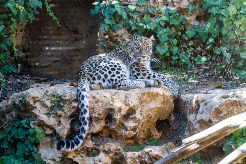 Perzische Luipaard, de Bijbelse Dierentuin van Jeruzalem in Israël stock fotografie Perzische Luipaard, de Bijbelse Dierentuin van Jeruzalem in Israël stock fotografie