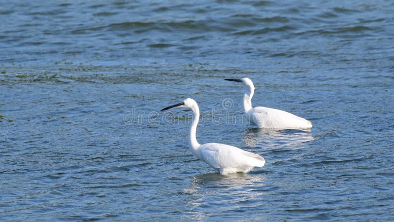 Perón blanco de garbanzo pequeño, pescando en el río Egretta garzetta