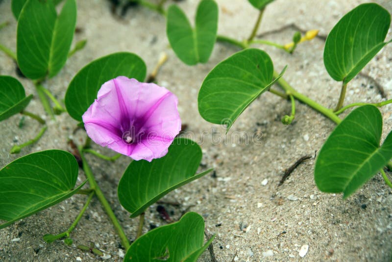 Pes-caprae Ipomoea, πρωί-δόξα παραλιών, αναρριχητικό φυτό ποδιών αιγών ` s στοκ φωτογραφίες Pes-caprae Ipomoea, πρωί-δόξα παραλιών, αναρριχητικό φυτό ποδιών αιγών ` s στοκ φωτογραφίες