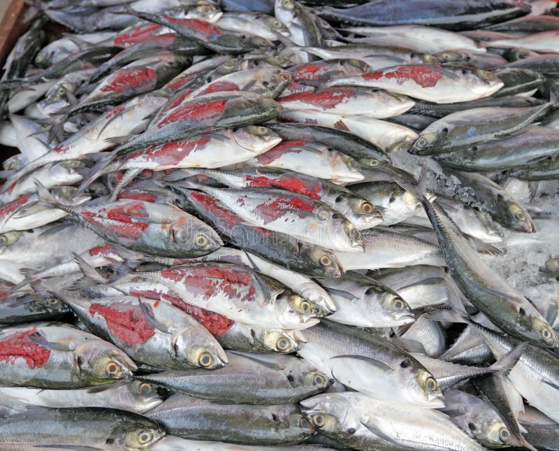 Pesca imagens de stock royalty free Pesca imagens de stock royalty free