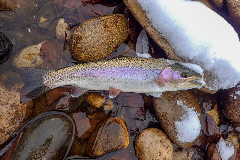 Pesca com mosca para a truta no inverno imagens de stock Pesca com mosca para a truta no inverno imagens de stock