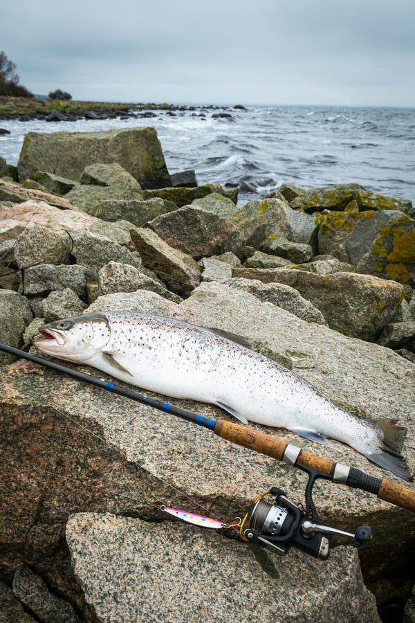 Pesca da truta de mar na costa sueco rochosa foto de stock
