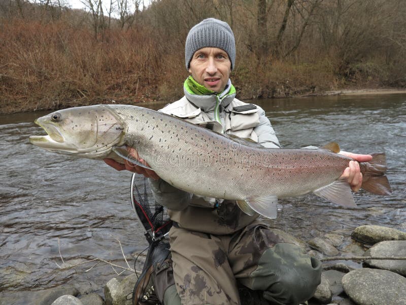 Pesca de color salmón del hucho de Danubio en Europa Central fotos de archivo libres de regalías Pesca de color salmón del hucho de Danubio en Europa Central fotos de archivo libres de regalías