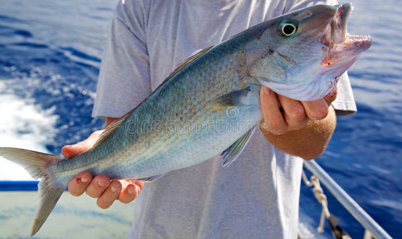 Pesca de esporte foto de stock royalty free Pesca de esporte foto de stock royalty free
