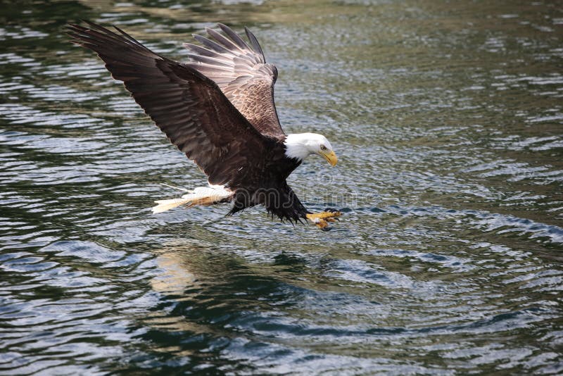Pesca dell'aquila Pesca dell'aquila