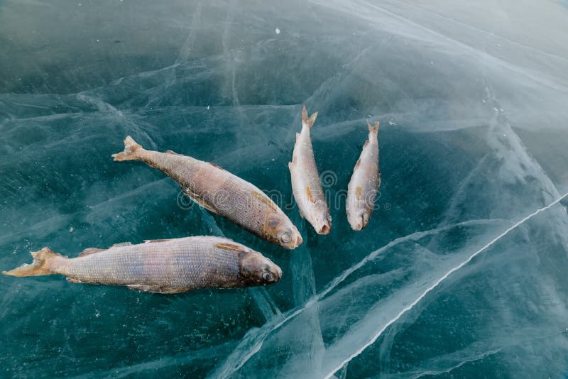 Pesca di inverno sul lago fotografie stock libere da diritti Pesca di inverno sul lago fotografie stock libere da diritti