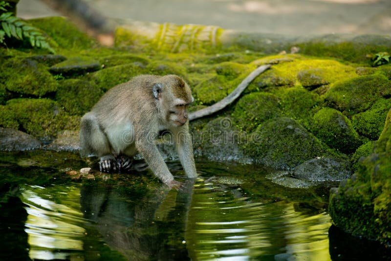Pesca di scimmie in uno stagno. monkey Forest ubud bali indonesia.