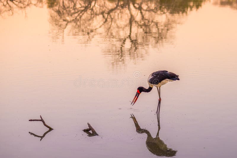 pesca Sella-fatturata della cicogna nell'acqua con la preda nel becco Luce scenica di tramonto Parco nazionale di Mapungubwe, des immagine stock pesca Sella-fatturata della cicogna nell'acqua con la preda nel becco Luce scenica di tramonto Parco nazionale di Mapungubwe, des immagine stock