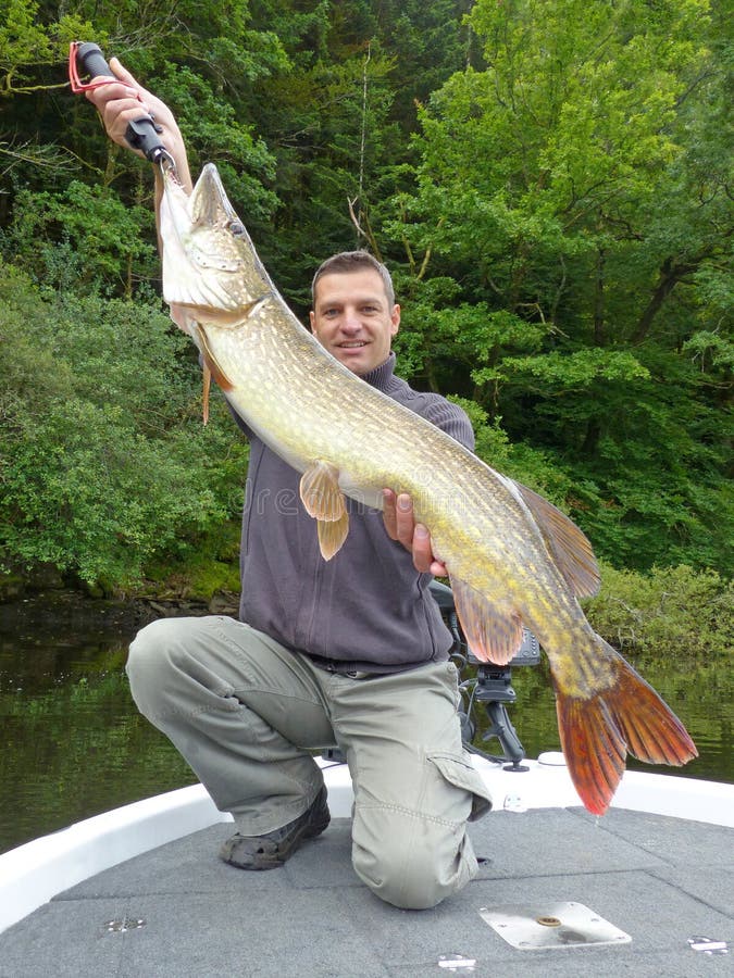 pesca Uomo che tiene un luccio fotografia stock libera da diritti pesca Uomo che tiene un luccio fotografia stock libera da diritti