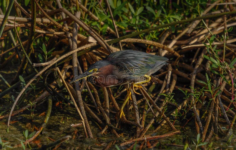 Pesca verde de la garza en agua poco profunda en la Florida, los E.E.U.U. fotos de archivo Pesca verde de la garza en agua poco profunda en la Florida, los E.E.U.U. fotos de archivo