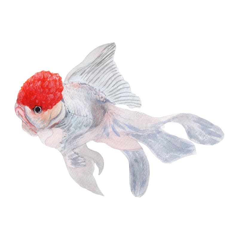 Pescado Dorado Pintura Acuática Dibujos De Animales Lindos Pintados a Mano Color Agua Stock de ilustración