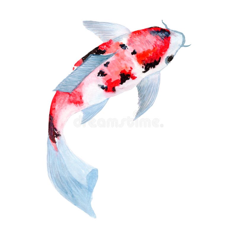Pescado Koi Carp Pintura Acuática Dibujos De Animales Lindos Pintados a Mano Color Agua Cartón Koi Sin Fisuras Hilo Marino Stock de ilustración - Ilustración de peacock, color: 167303911 Pescado Koi Carp Pintura Acuática Dibujos De Animales Lindos Pintados a Mano Color Agua Cartón Koi Sin Fisuras Hilo Marino Stock de ilustración - Ilustración de peacock, color: 167303911