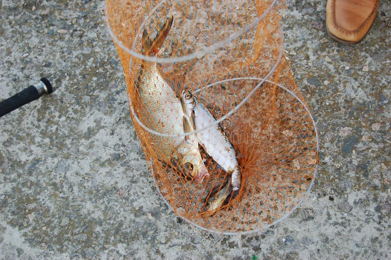 Pescados cogidos frescos en redes imagenes de archivo Pescados cogidos frescos en redes imagenes de archivo