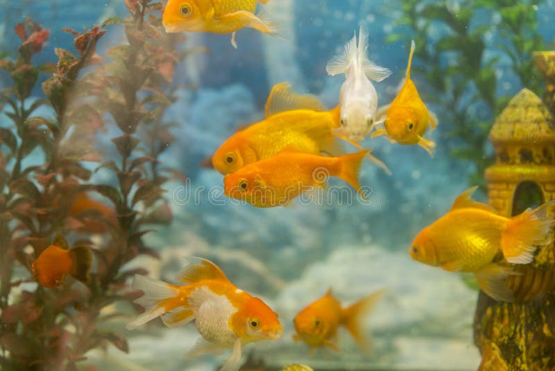 Pescados coloridos tropicales que nadan en acuario con las plantas pesque en acuario de agua dulce con tropical plantada hermoso imágenes de archivo libres de regalías Pescados coloridos tropicales que nadan en acuario con las plantas pesque en acuario de agua dulce con tropical plantada hermoso imágenes de archivo libres de regalías