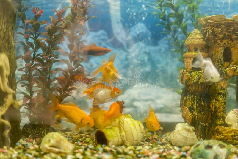 Pescados coloridos tropicales que nadan en acuario con las plantas pesque en el acuario de agua dulce con hermoso verde plantado fotografía de archivo libre de regalías Pescados coloridos tropicales que nadan en acuario con las plantas pesque en el acuario de agua dulce con hermoso verde plantado fotografía de archivo libre de regalías