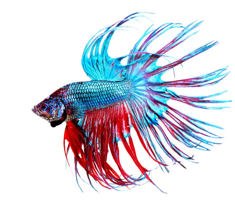 Pescados de Betta imagen de archivo libre de regalías