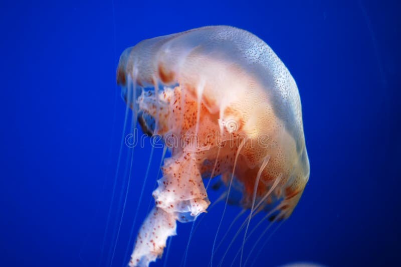 Medusa imagen de archivo libre de regalías
