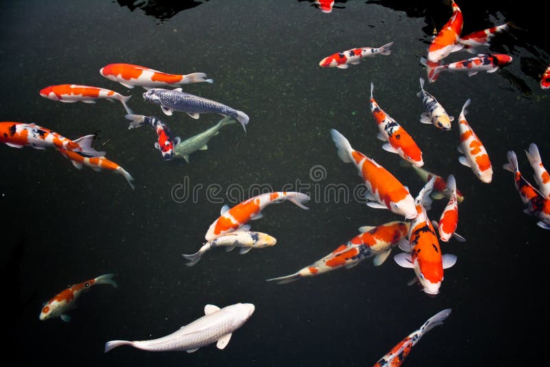 Pescados de Koi fotografía de archivo Pescados de Koi fotografía de archivo