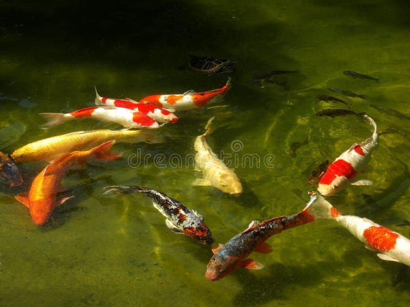 Pescados de Koi fotos de archivo Pescados de Koi fotos de archivo