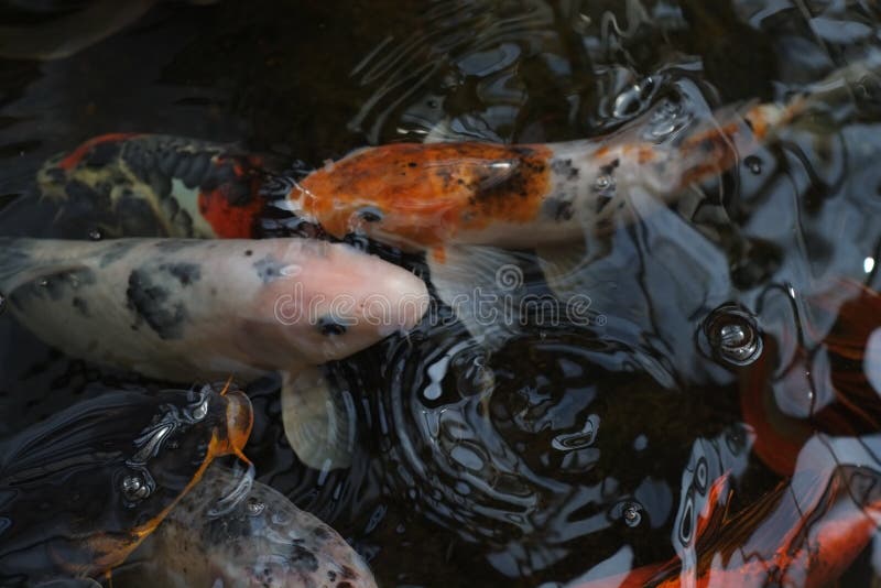 Pescados de Koi agrupados en la superficie de las charcas imagenes de archivo Pescados de Koi agrupados en la superficie de las charcas imagenes de archivo