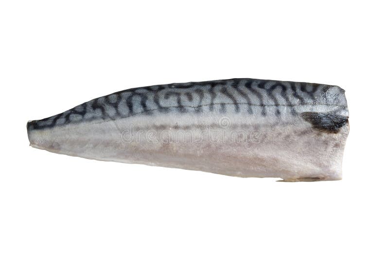 Pescados de la caballa aislados en el fondo blanco imagen de archivo Pescados de la caballa aislados en el fondo blanco imagen de archivo