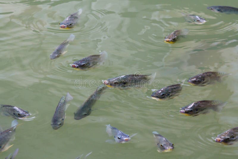 Pescados de la Tilapia en granja foto de archivo Pescados de la Tilapia en granja foto de archivo